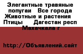 Элегантные травяные попугаи - Все города Животные и растения » Птицы   . Дагестан респ.,Махачкала г.